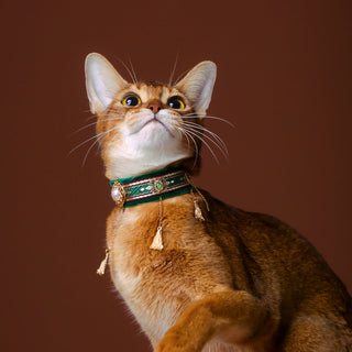 Velvet Choker Collar for Cats